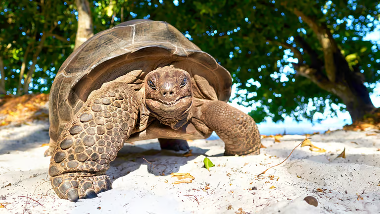 Minne Seychellien kilpikonna