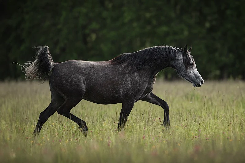 Arabianhevoset Blogi