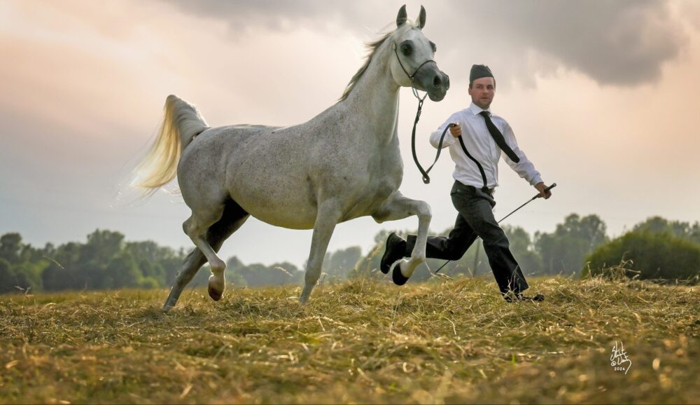 Arabianhevosten kasvatus