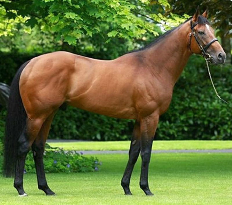 Folblutin temperamentti