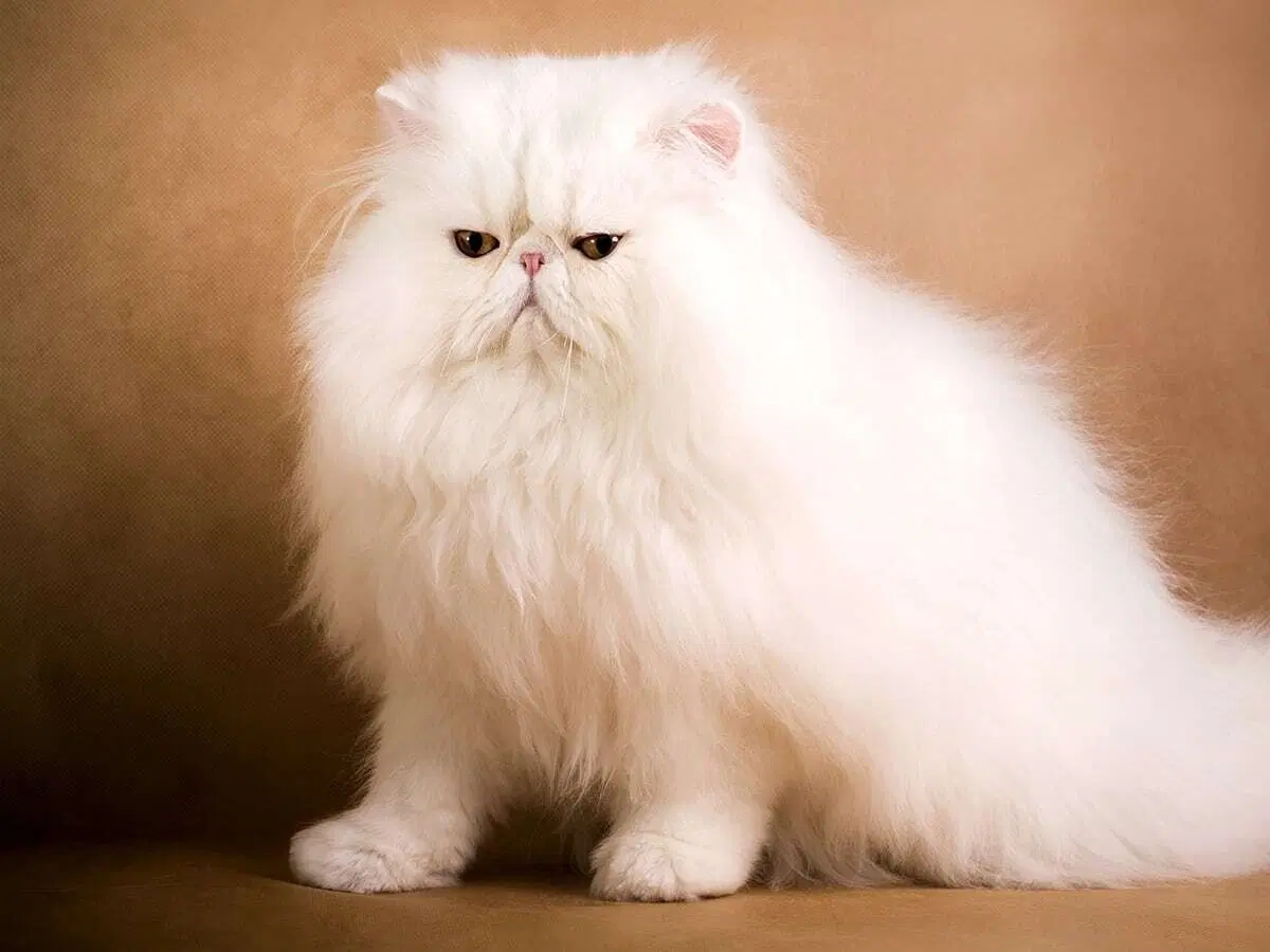 Kuinka paljon maksaa kallein kissa Blogi