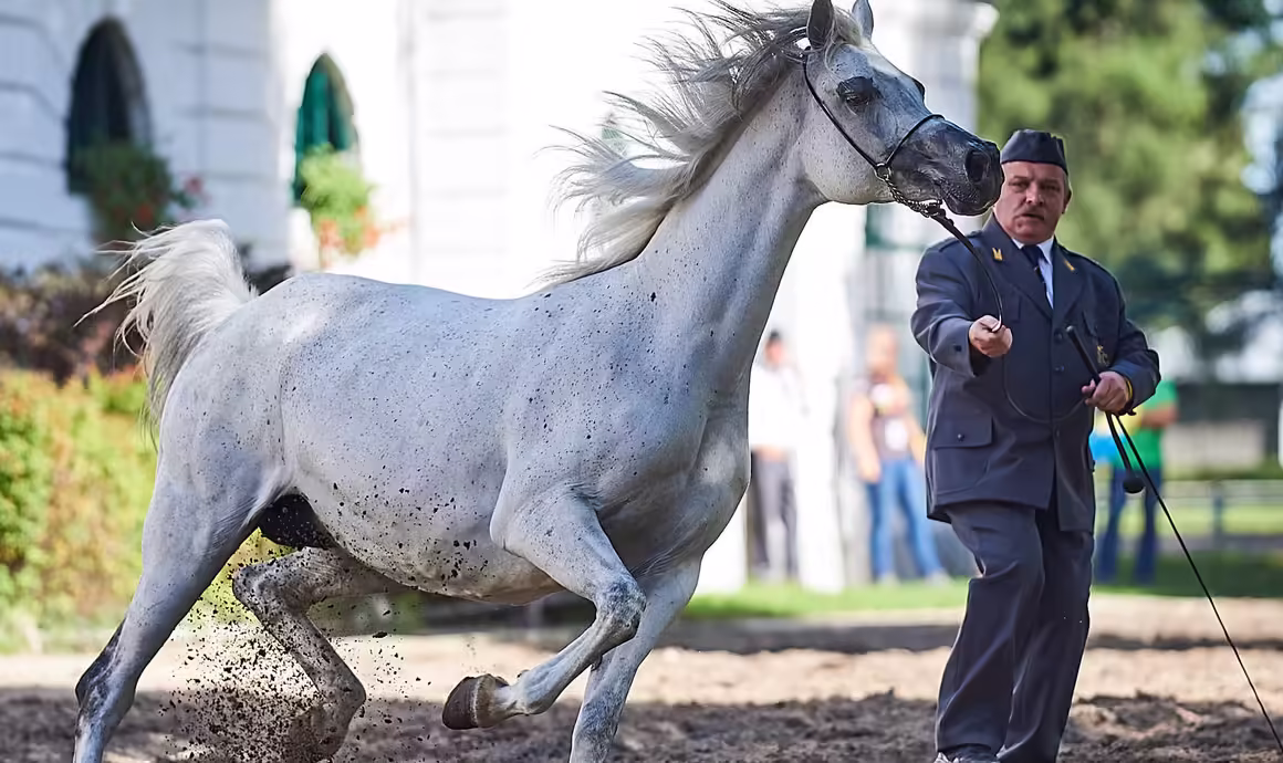 Kuuluisat arabianhevostallit Puolassa
