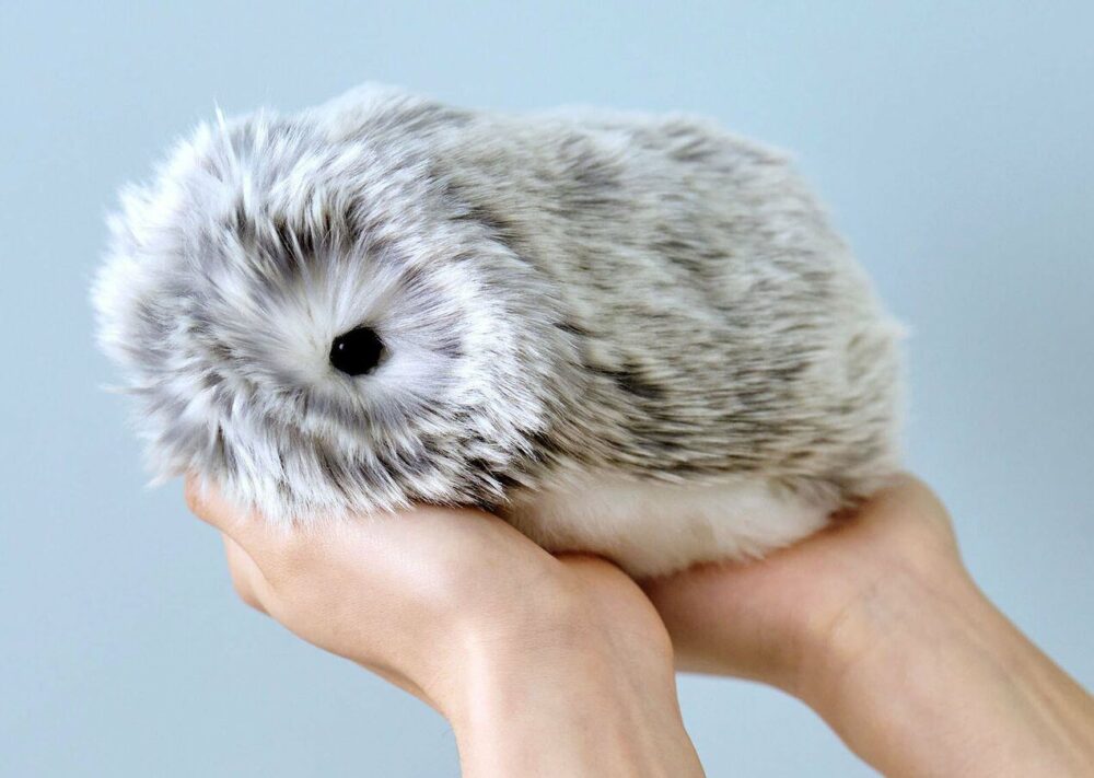 Moflin Voiko Sen Ostaa Puolasta