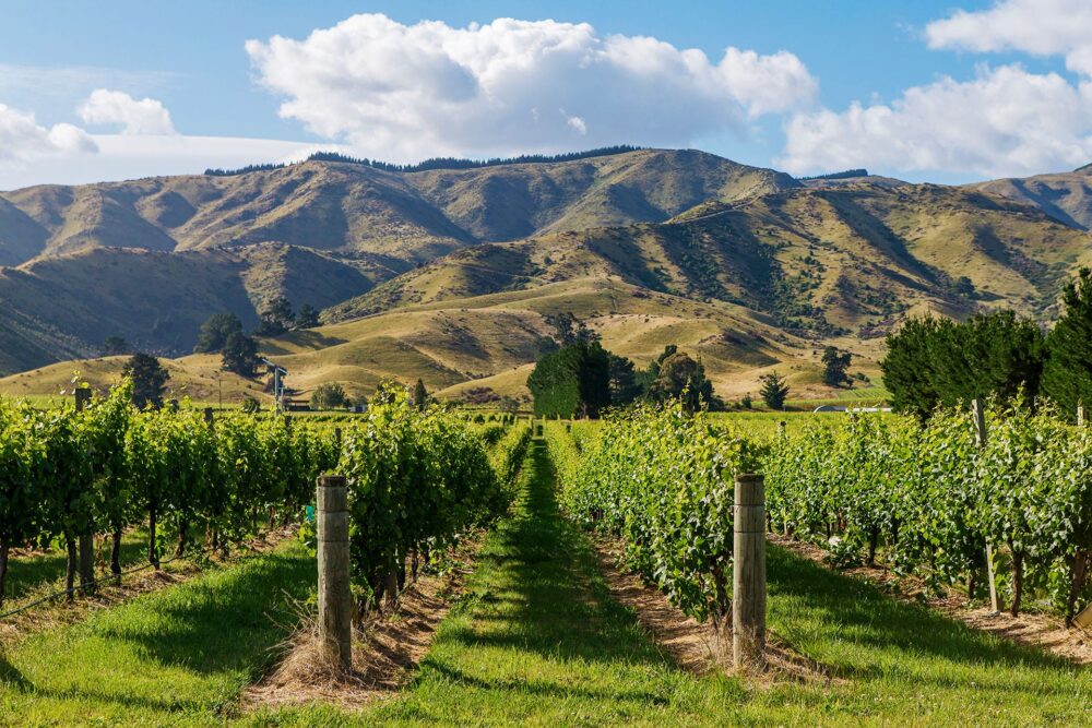 Marlborough Region Viinitilat